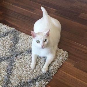 Meet your Posher, Giedre